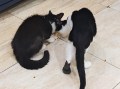 Clexy (9)